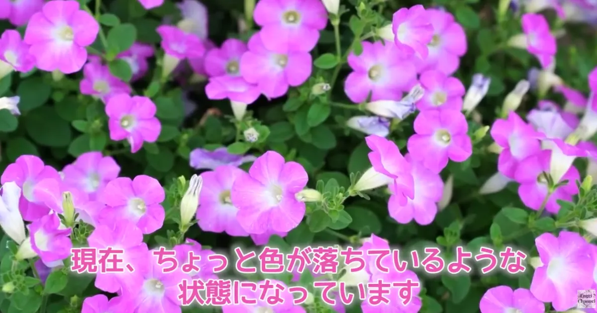 ペチュニアの梅雨明け後の管理
