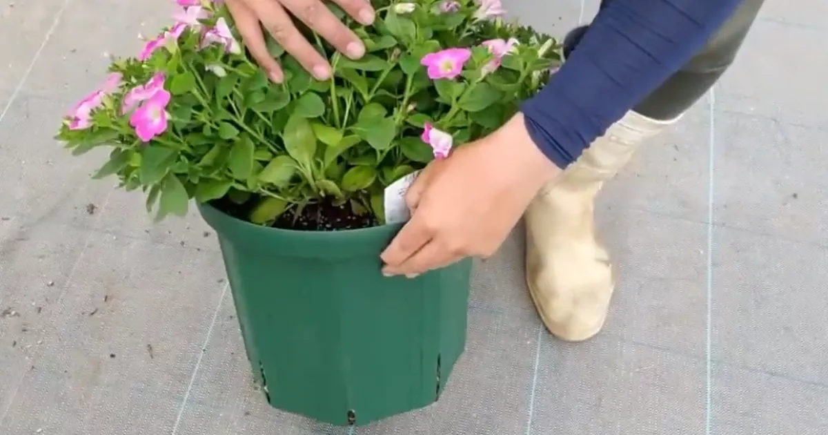ペチュニアの梅雨明け後の管理