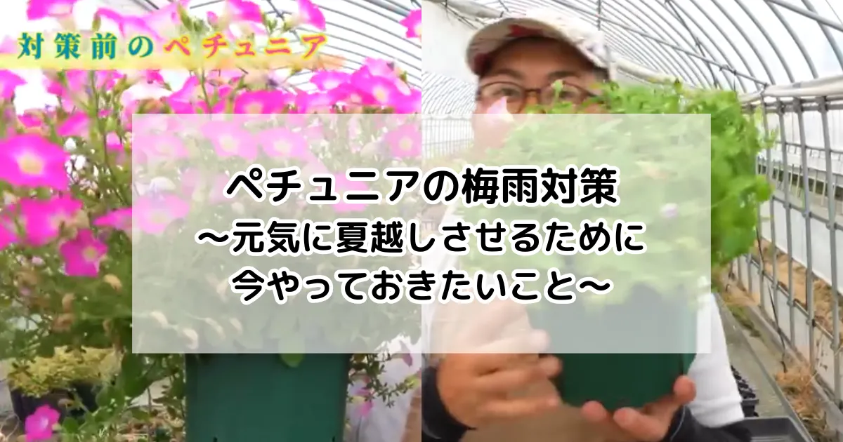 ペチュニアの梅雨対策