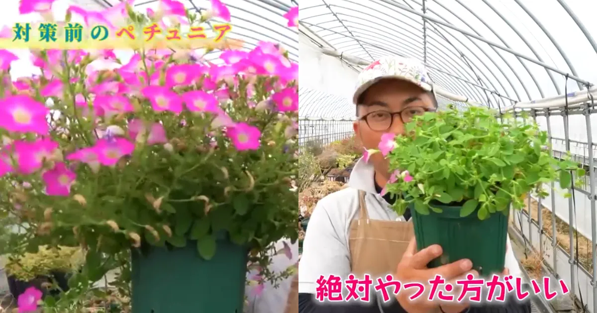 ペチュニアの梅雨対策