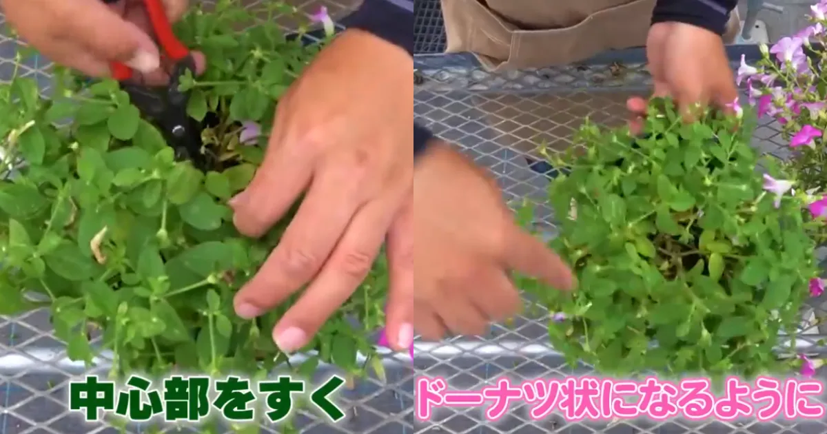 ペチュニアの梅雨対策