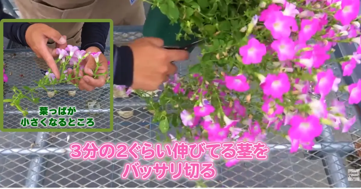 ペチュニアの梅雨対策