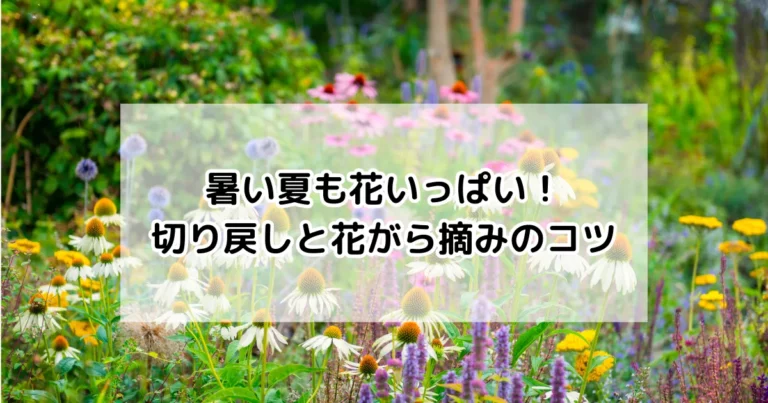 暑い夏も花いっぱい！切り戻しと花がら摘みのコツ
