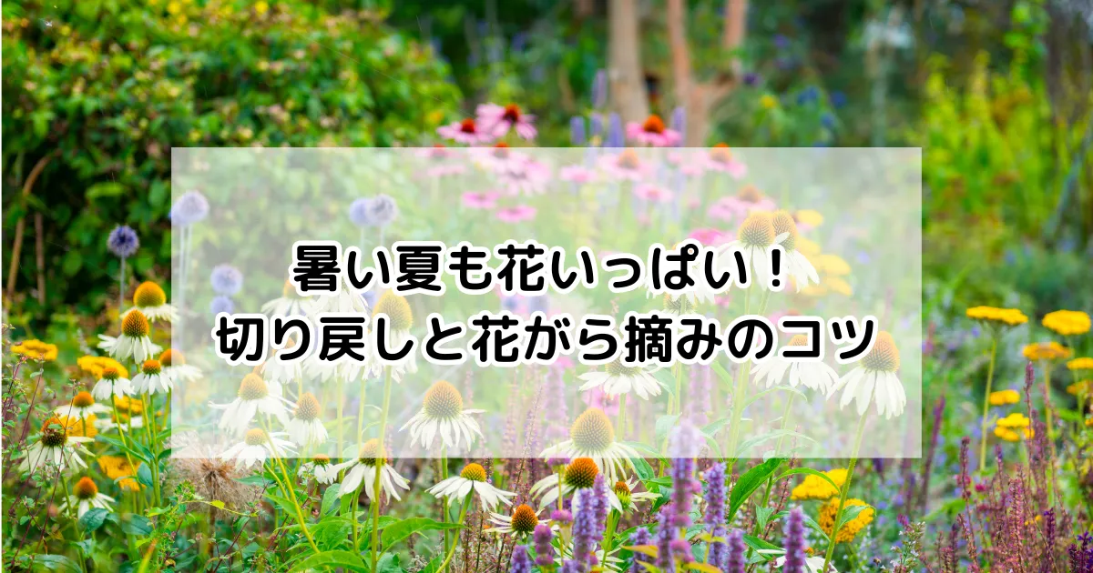 暑い夏も花いっぱい!切り戻しと花がら摘みのコツ