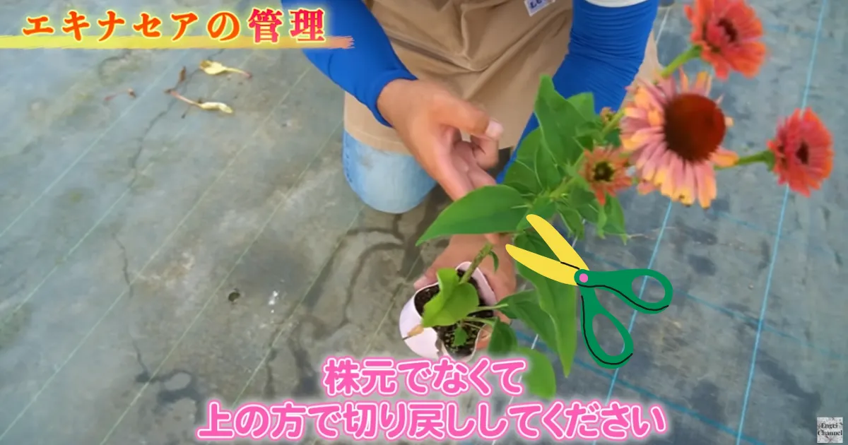 暑い夏も花いっぱい!切り戻しと花がら摘みのコツ