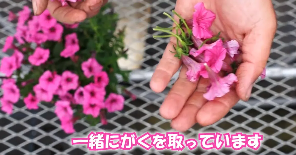 暑い夏も花いっぱい!切り戻しと花がら摘みのコツ