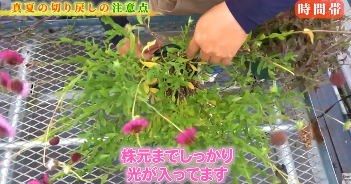 暑い夏も花いっぱい!切り戻しと花がら摘みのコツ