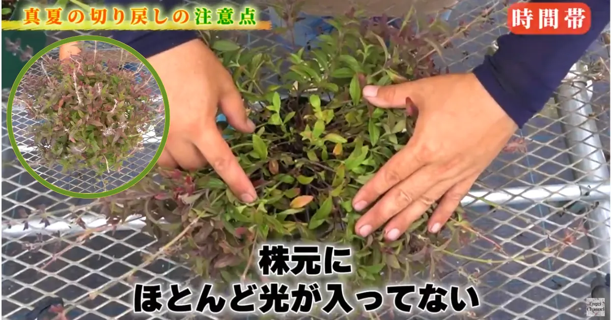 暑い夏も花いっぱい!切り戻しと花がら摘みのコツ