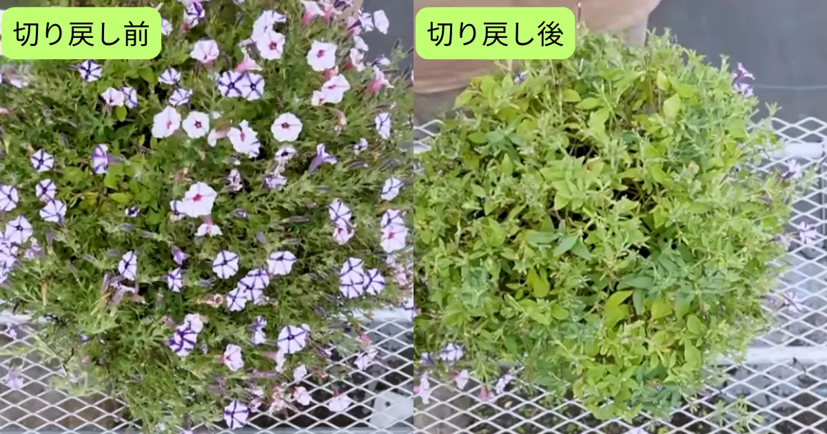 暑い夏も花いっぱい!切り戻しと花がら摘みのコツ