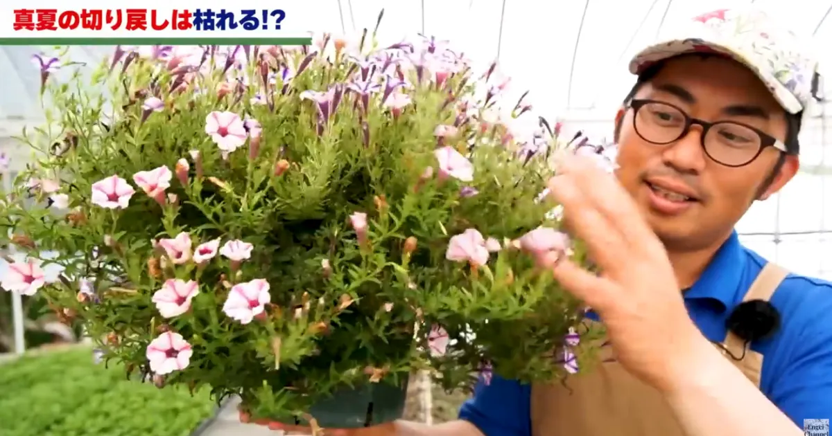 暑い夏も花いっぱい!切り戻しと花がら摘みのコツ