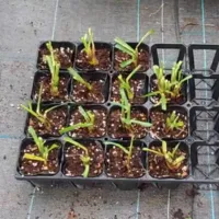 レモングラスの育て方
