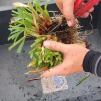 レモングラスの育て方