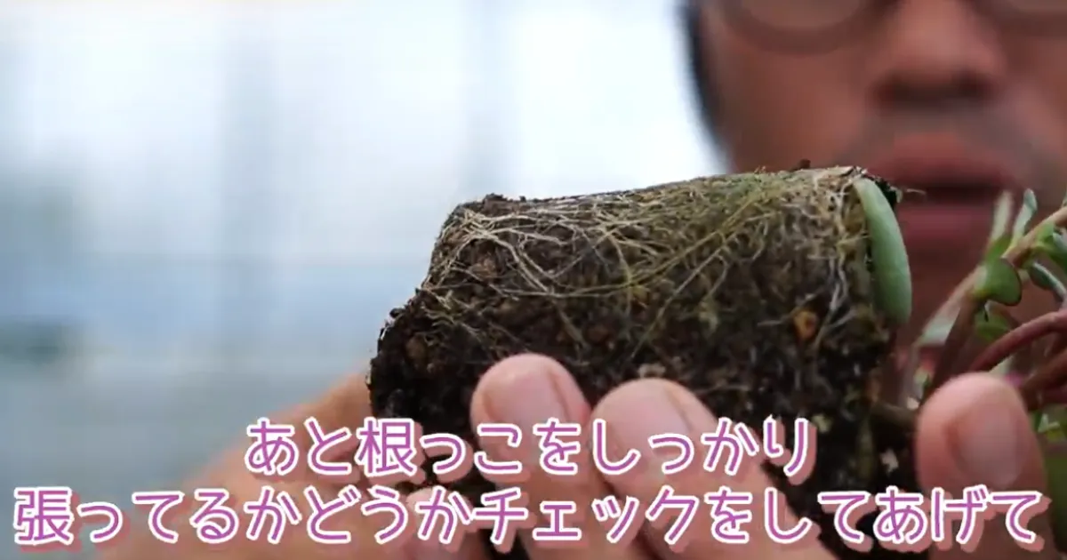 夏でも肥料は必要?植物を元気に育てるための与え方と注意点