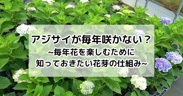 アジサイが毎年咲かない？~毎年花を楽しむために知っておきたい花芽の仕組み~