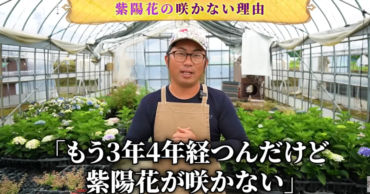 アジサイが毎年咲かない?~毎年花を楽しむために知っておきたい花芽の仕組み~