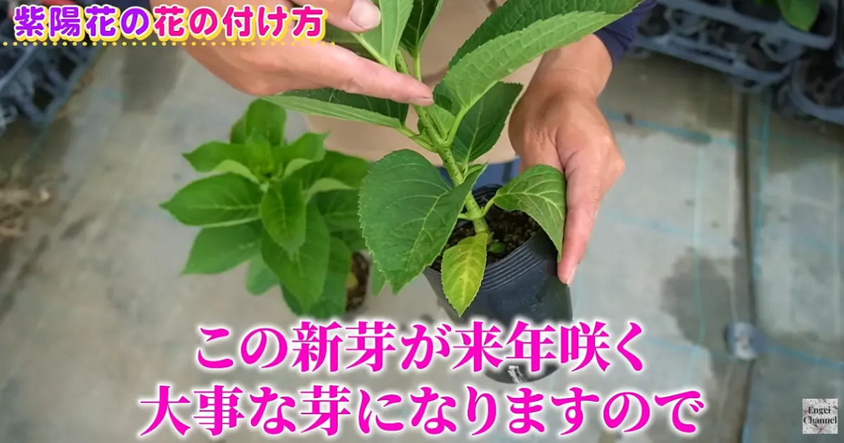 アジサイが毎年咲かない?~毎年花を楽しむために知っておきたい花芽の仕組み~
