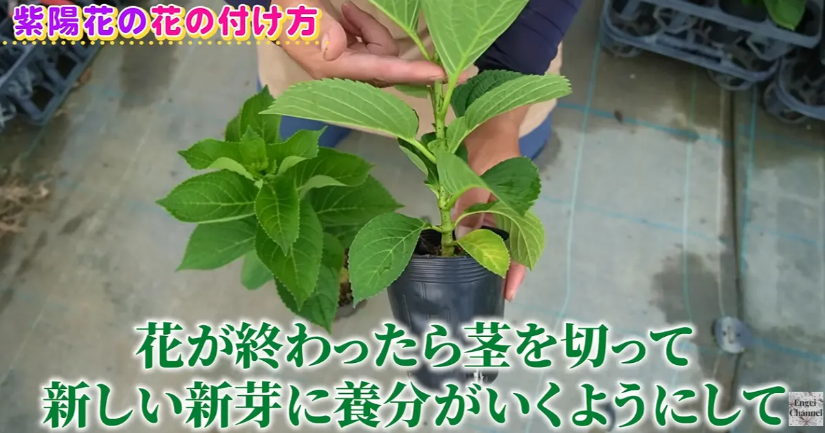 アジサイが毎年咲かない?~毎年花を楽しむために知っておきたい花芽の仕組み~