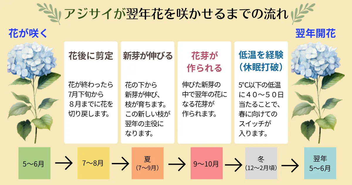 アジサイが毎年咲かない?~毎年花を楽しむために知っておきたい花芽の仕組み~