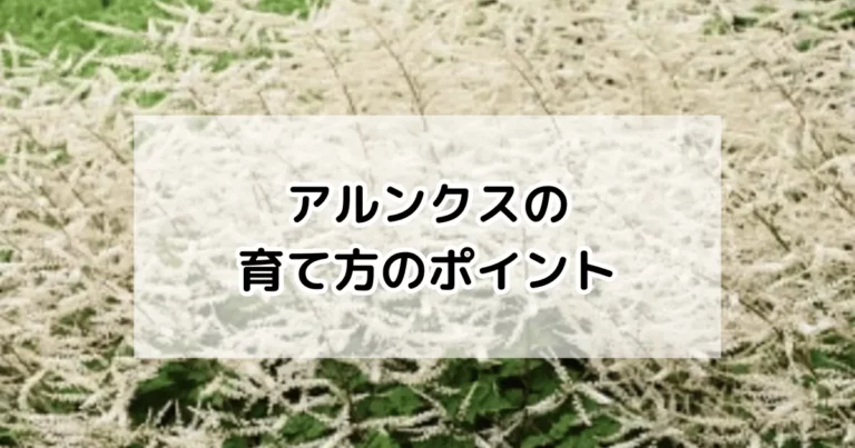 アルンクスの育て方