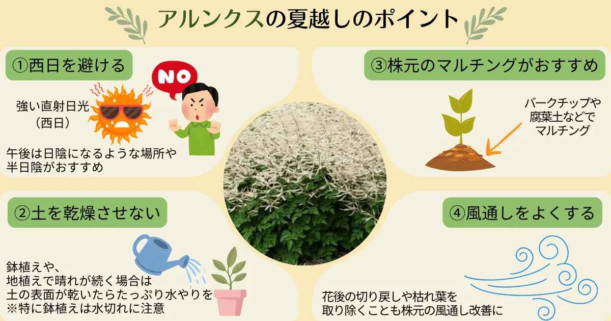 アルンクスの育て方