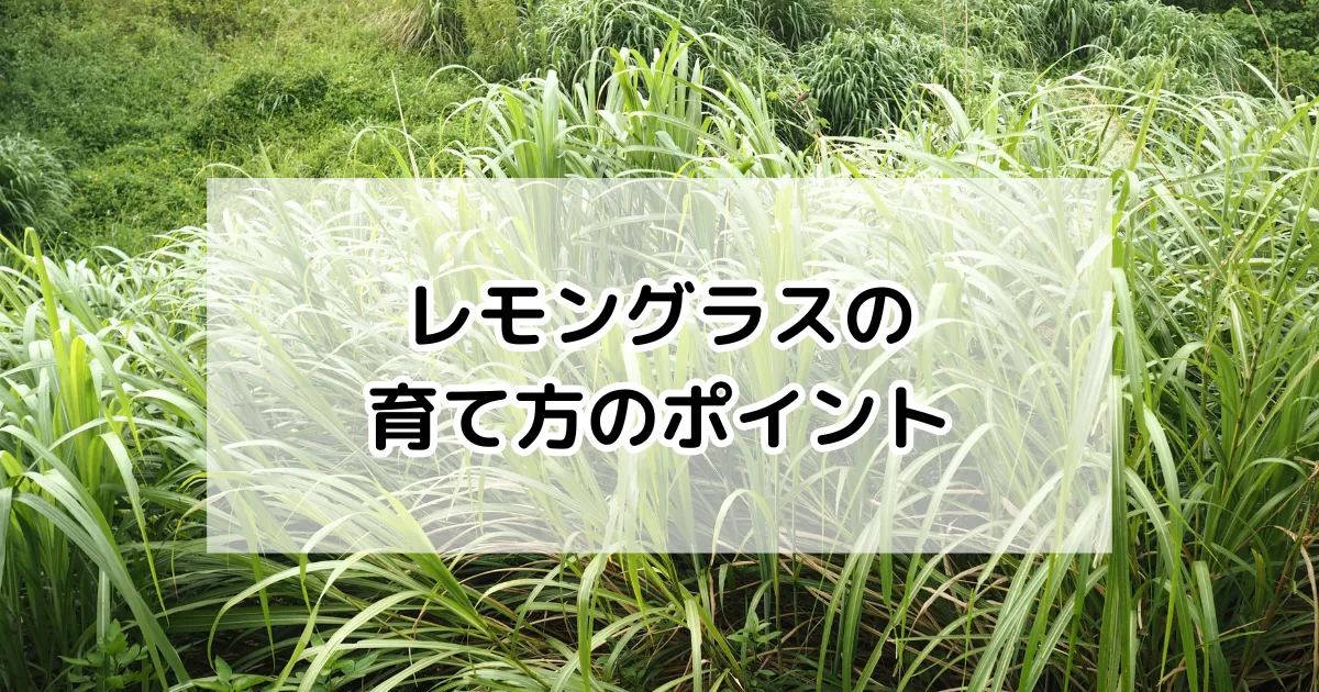 レモングラスの育て方