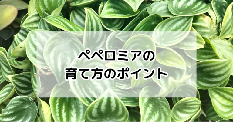 ペペロミアの育て方