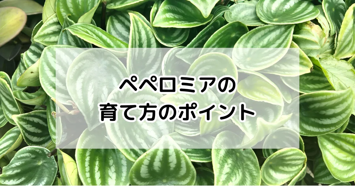 ペペロミアの育て方