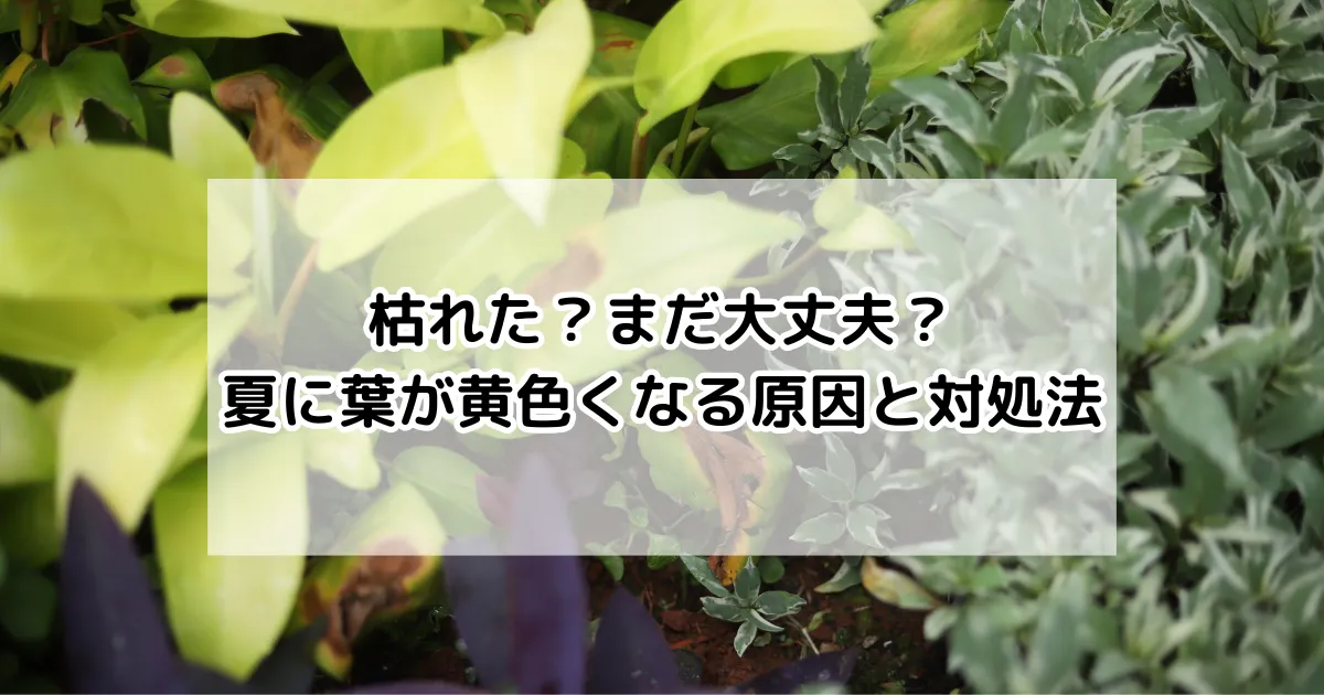 夏に葉が黄色くなる原因と対処法