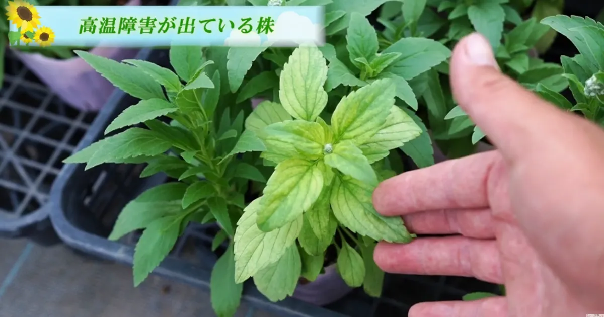 夏に葉が黄色くなる原因と対処法