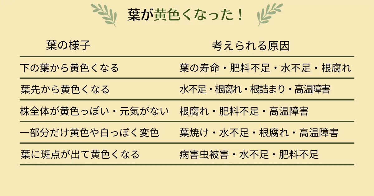 夏に葉が黄色くなる原因と対処法