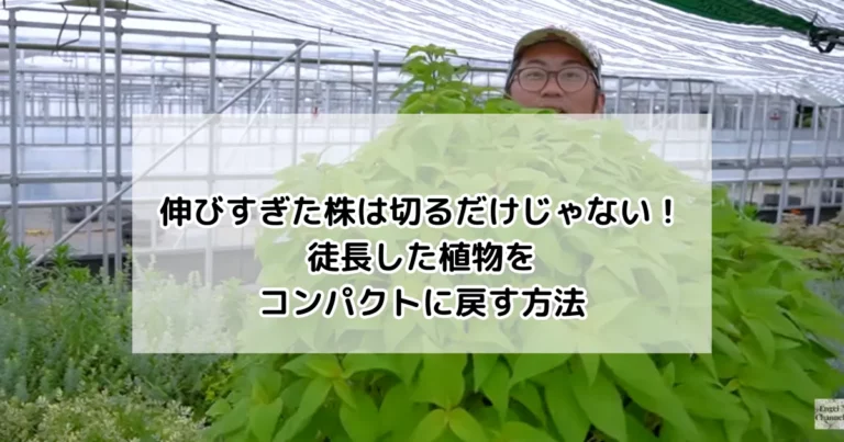 伸びすぎた株は切るだけじゃない！徒長した植物をコンパクトに戻す方法