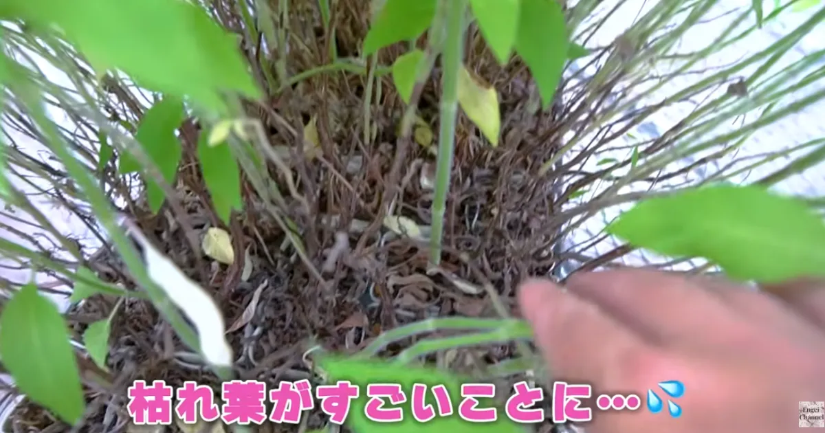 パイナップルセージ 枯れ葉