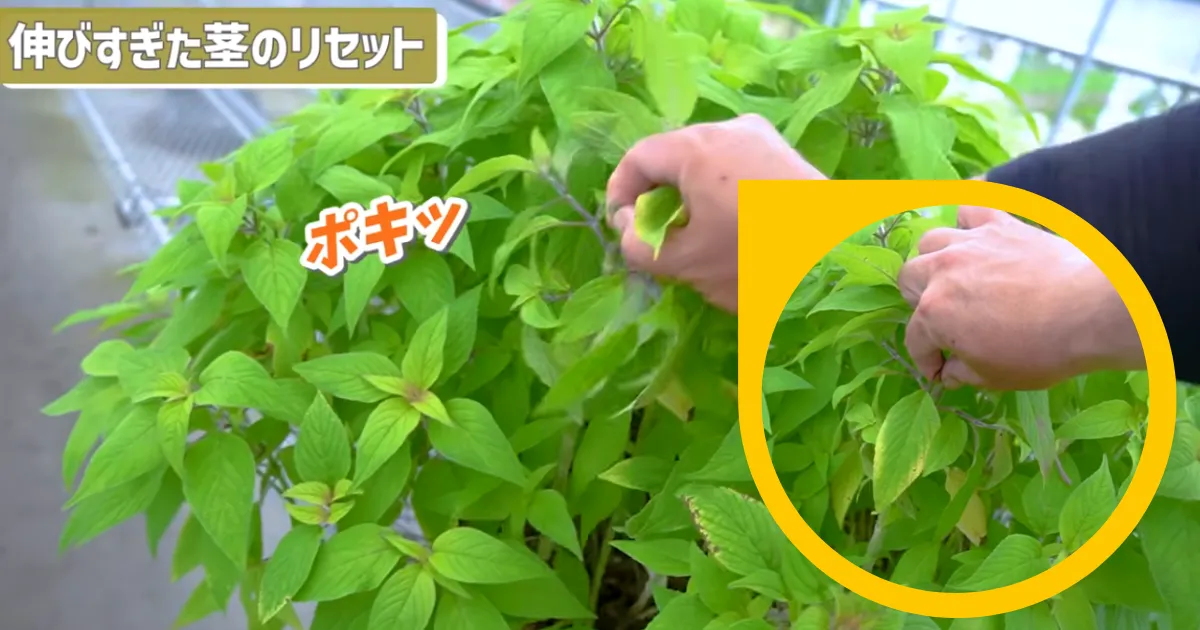 パイナップルセージ 茎