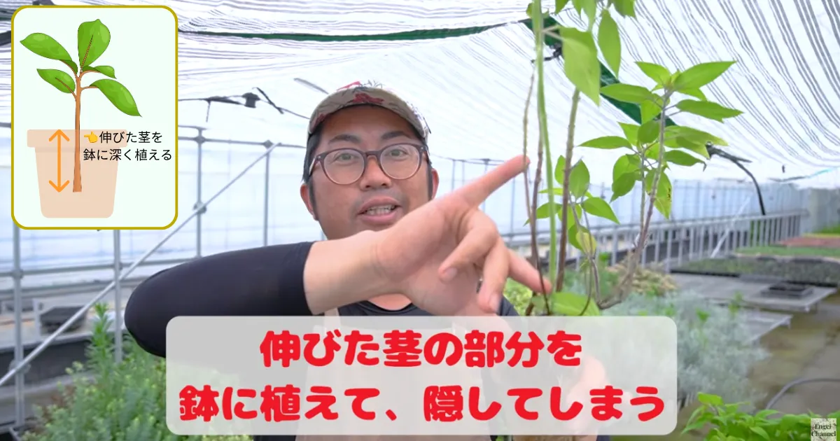 パイナップルセージ 深植え