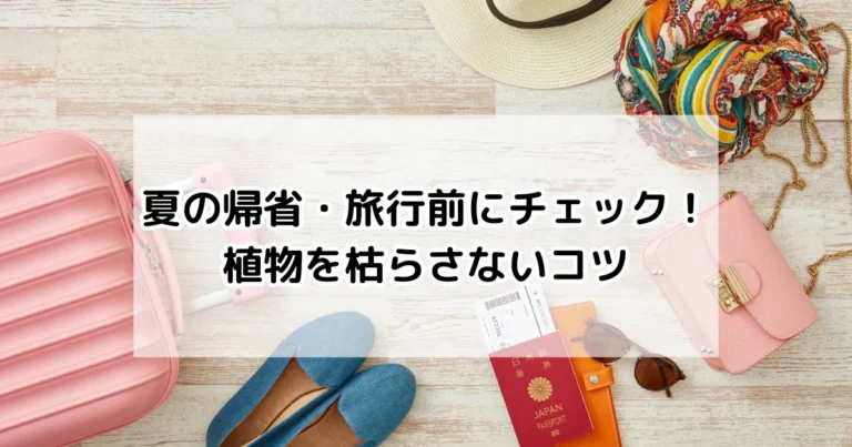 夏の帰省・旅行前にチェック！植物を枯らさないコツ
