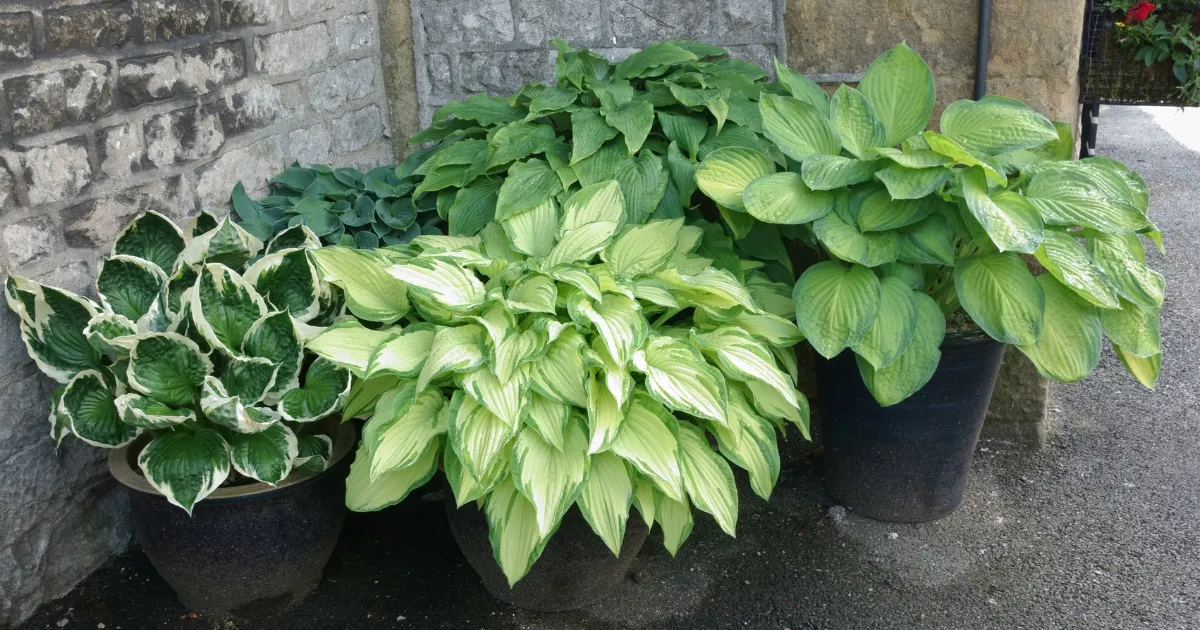 ギボウシ 鉢植え寄せ
