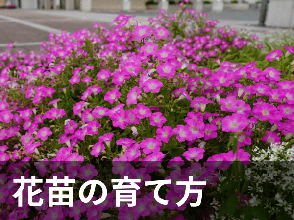 花苗カテゴリー