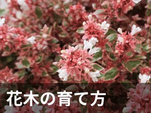 花木カテゴリー