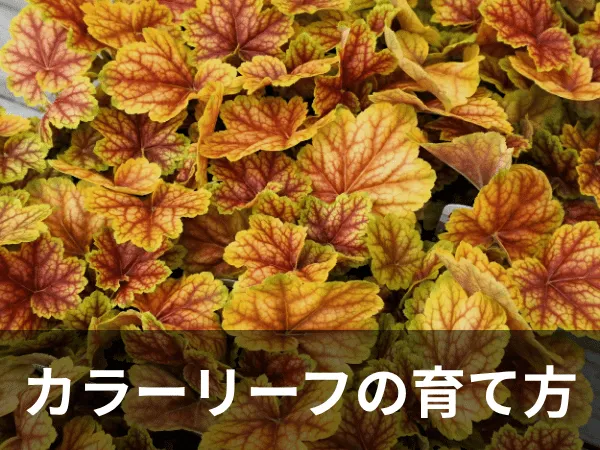 カラーリーフカテゴリー