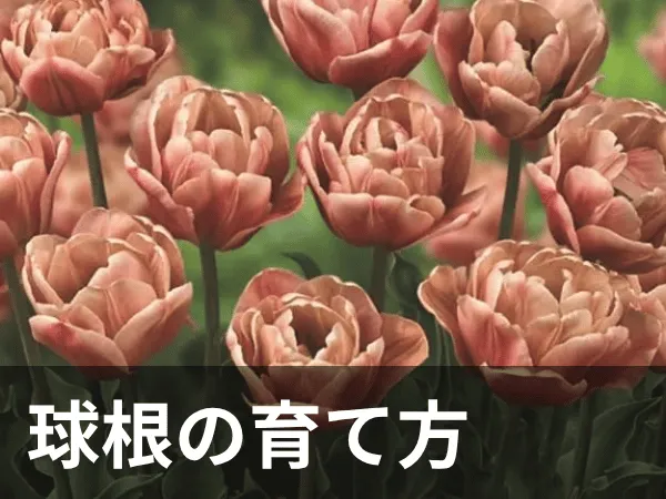 球根カテゴリー