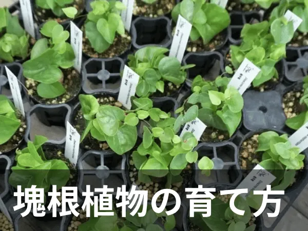 塊根植物カテゴリー