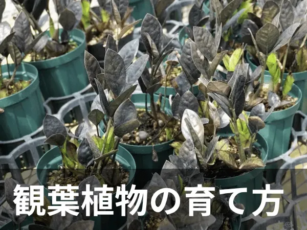 観葉植物カテゴリー