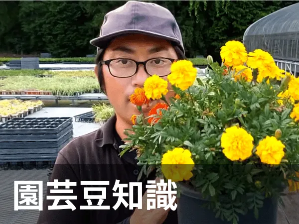 園芸豆知識カテゴリー