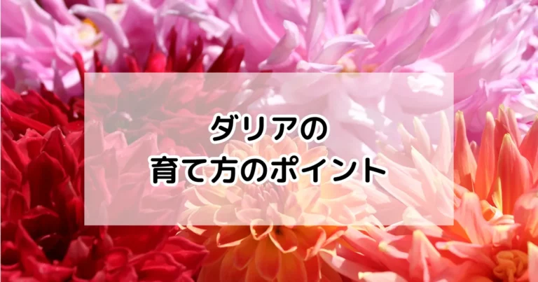 ダリアの育て方