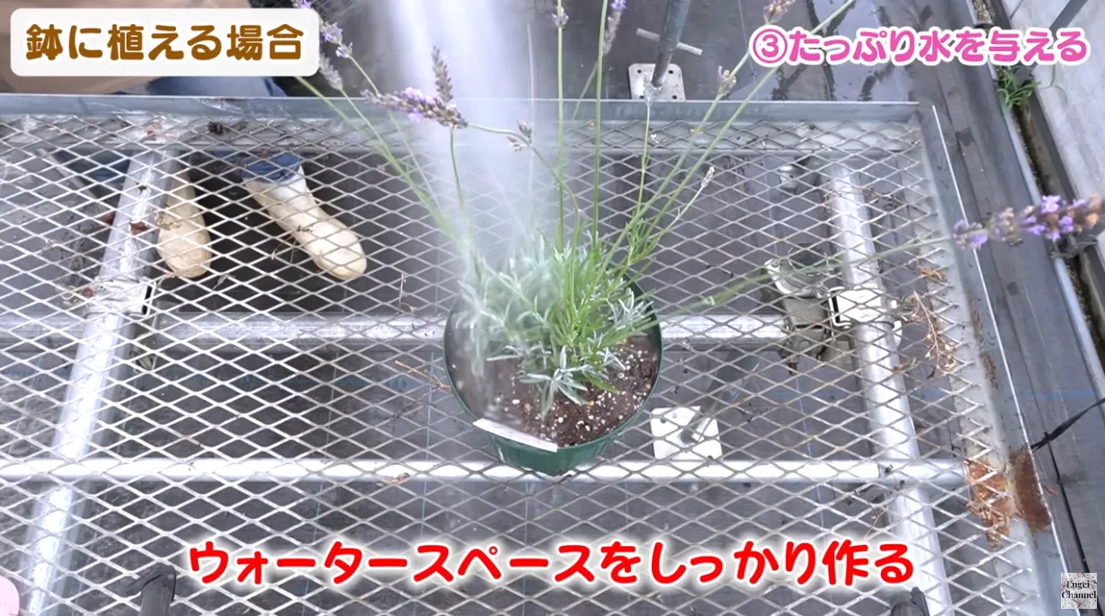 夏に買った苗を元気に育てる!植え付け・鉢増しのポイント