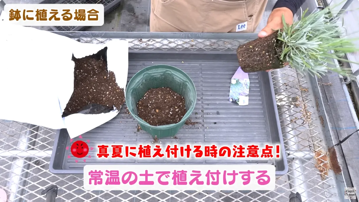 夏に買った苗を元気に育てる!植え付け・鉢増しのポイント