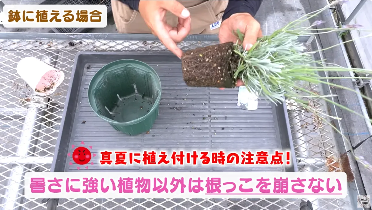 夏に買った苗を元気に育てる!植え付け・鉢増しのポイント