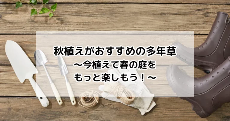 秋植えがおすすめの多年草