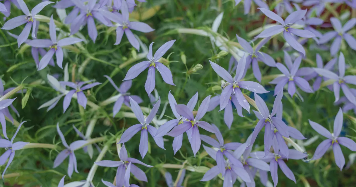 秋植えがおすすめの多年草
