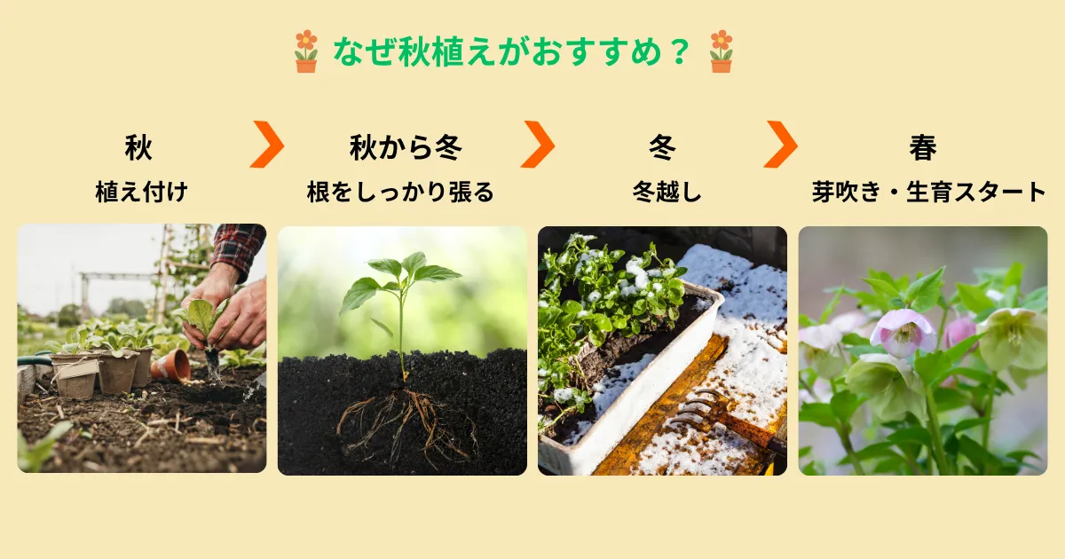 秋植えがおすすめの多年草